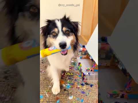 ¡Su perro puede hacer cualquier cosa!