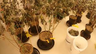 RockStar  Week 8 Harvest Cut and Hang