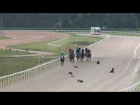 2019.08.25. 08. futam - RUN THE RED LIGHT HENDIKEP (V.o.) (szintetikus pálya)