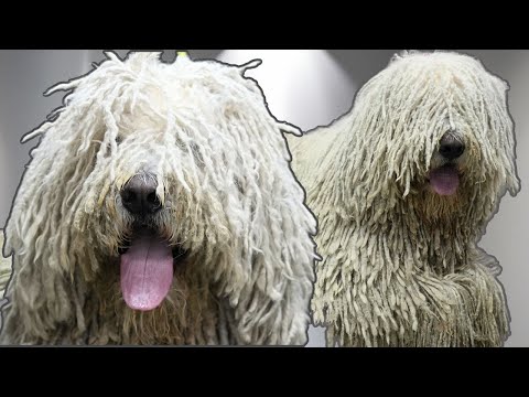 La increíble tarea de cuidar a un perro con rastas | Komondor Dog