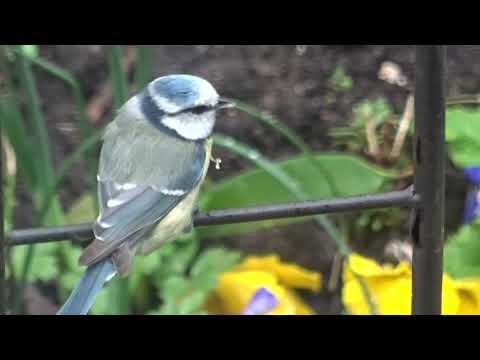 💖🌷🌼Das Leben in meinem Garten 02 05 2021