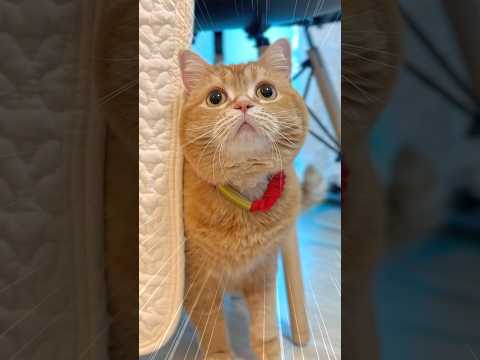 Help! I Can’t Find My Little Brother...!🙀