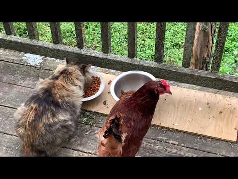 Can Cats and free range Chickens coexist on a farm?