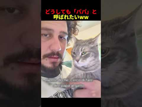 ㊗️30万再生㊗️どうしてもパパと呼んで欲しい#ねこ #猫 #ネコ #かわいい #おもしろ