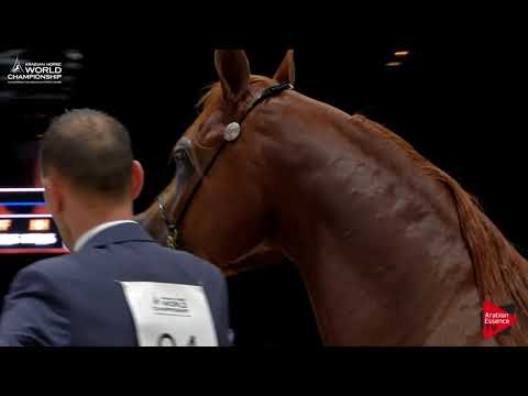 N.94 PERSEUS KA - Paris 2017 - Junior Colts (Class CM5A)