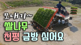 모내기~ 천평? 금방이지~