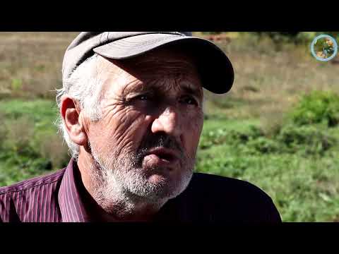 "Ovo je najbrža i najbolja zarada. Sve sam počupao, sad ovo sadim"