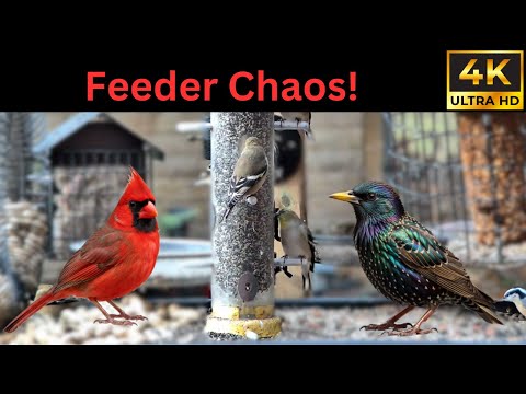 Ontario Backyard Bird Feeder 4K – Cardinals, Starlings, Woodpeckers & Finch Frenzy