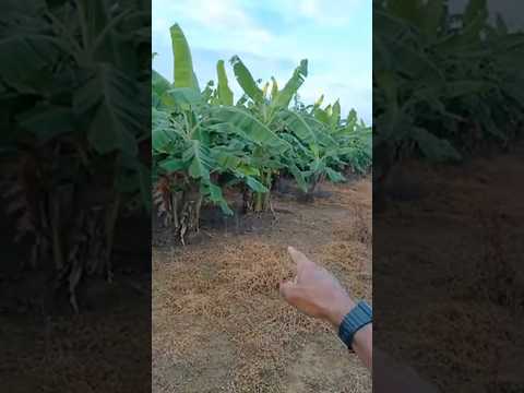 🍌 Banana Maçã Cacheando Toda em Canaã, Baraúna-RN