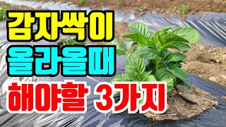 감자 싹이날때 해야할 3가지 지금부터 해야 알굵은 감자 수확해요