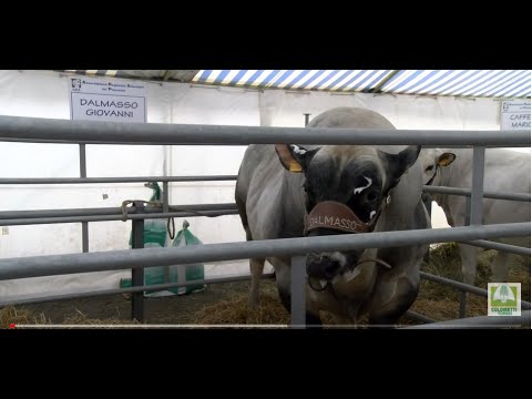 , title : 'Il grande toro Big Beng un fenomeno da riproduzione da 1200 chili'