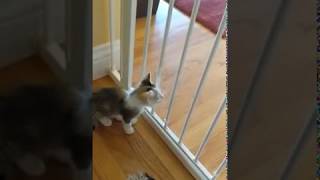 Foster Kitten Hacks - Kitten-proof Pet-gate