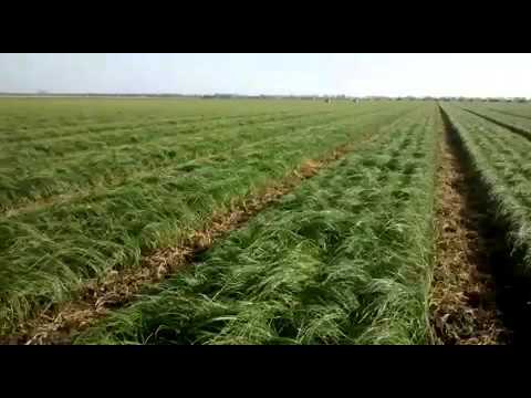 Saffron Fields | Crocus Sativus