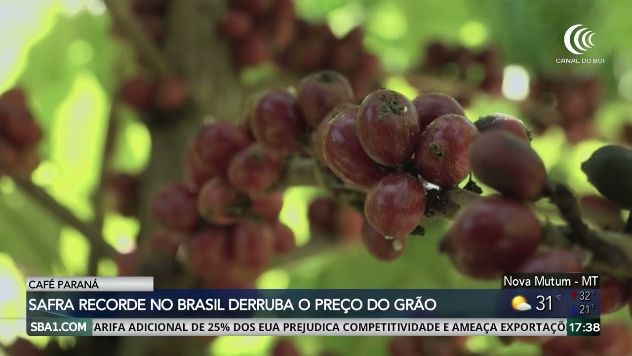 Safra recorde no Brasil derruba o preço do café