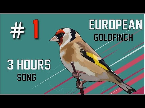 3 hours of Goldfinch Singing  Song 2018