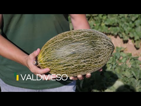 Video: VALDIVIESO F1