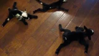 Newborn Goat kids on Slippery Floor