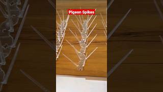 Say No To Piegon's Droppings| Tips &amp; Tricks 11 | @DIYBuddy#Piegondroppings #Piegonmenace #diybuddy