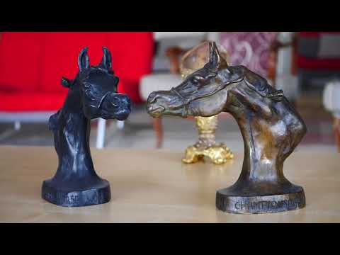 Asayel Stud   -   Kuwait