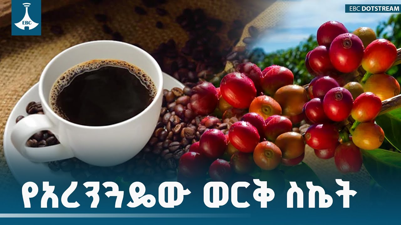 የአረንጓዴው ወርቅ ስኬት ETV | EBC | EBCDOTSTREAM