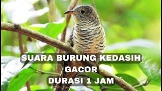 Download lagu Suara Burung Kedasih Durasi 1 Jam Nonstop mp3 Download lagu Suara Burung Kedasih Durasi 1 Jam Nonstop mp3