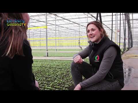 LimburgGezondTV - Aflevering 15 - Ortolanda Melderslo