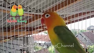 Download lagu Suara Lovebird Memanggil Kawan, Bikin Labet Satu Kota Bunyi Bersahutan Dan Belajar Ngekek Panjang mp3