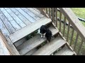 Tuxie Has An Appointment Vetvisit Catsofyoutube Tuxie Feralcat Cutecats Tuxedocat