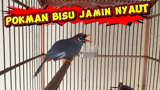 Download lagu POKSAY MANDARIN GACOR SUARA BERVARIASI FULL PANCINGAN  MASTERAN DAN PIKAT mp3