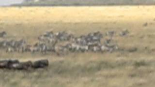 preview picture of video 'More wildebeest and zebra from our hot air balloon ride'