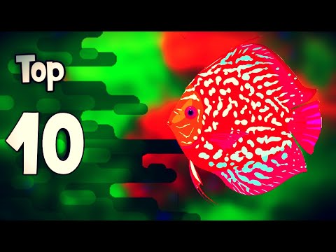 download lagu mp3 mp4 Peces De Acuario De Agua Dulce, download lagu Peces De Acuario De Agua Dulce gratis, unduh video klip Peces De Acuario De Agua Dulce
