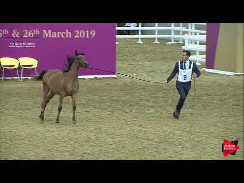 N.8 ZAMZAM AL SHMOOKH - 2019 Qatar Nat. Peninsula show - Yearling Fillies (Class 1A) .mp4
