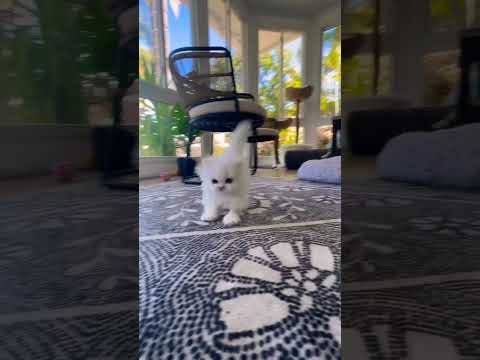 cute cat🐱 New Trending Instagram Reels Videos  Today Viral Reels #cat #cutecat #cute  #instagram