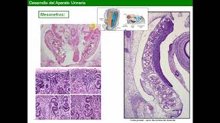 Desarrollo Urogenital