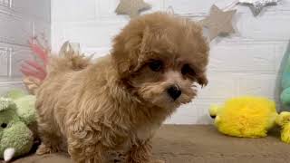 ハーフ犬の動画01