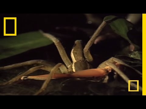 Fishing Spider vs. Frog | National Geographic