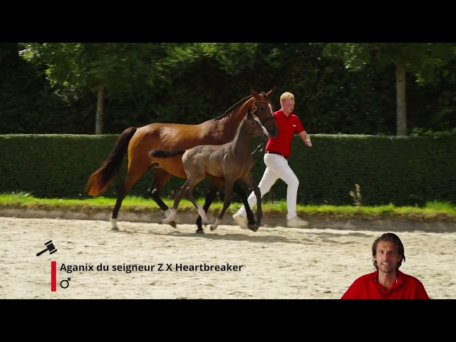 Agaheart van Schoonhove Z