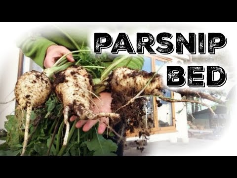Creating A Parsnip Bed | No Dig Raised Bed Vegetables