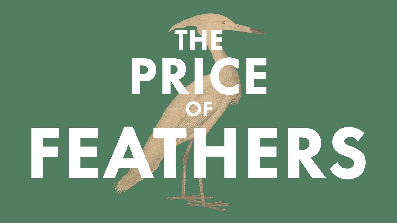 The Price of Feathers | The Swamp