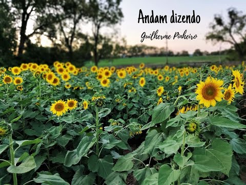 Andam Dizendo video