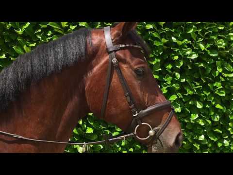 Diarado gelding 4yo 0031615293678