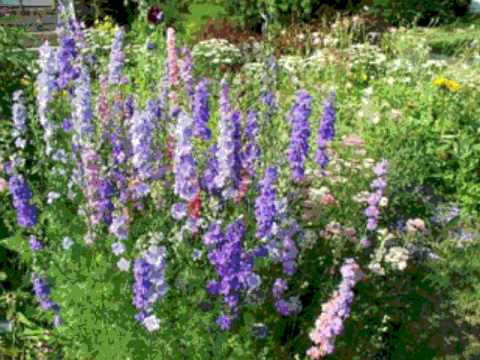 Dreamland- Madeleine Peyroux