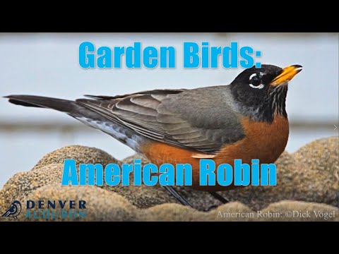 Garden Birds: The American Robin
