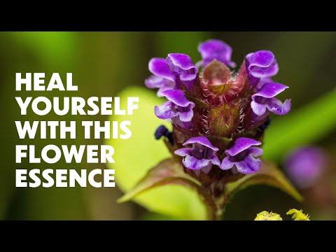 LOTUSWEI FLOWER ESSENCES | SELF HEAL FLOWER I It’s time to thrive