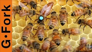 How to Requeen a beehive : Beginning Beekeeping : GardenFork.TV