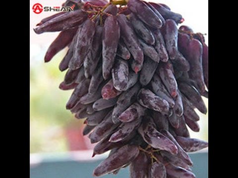 Виноград Дамские Пальчики Фото Виноград Дамские Пальчики Фото