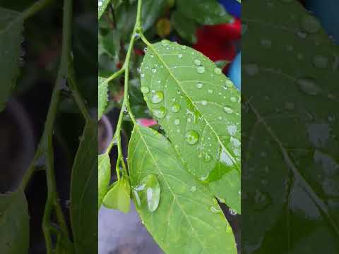 New Monson#💞Barish song 4k✨️ Ya Basish ka mausam# Atif Aslam#Shorts#dishan#trending