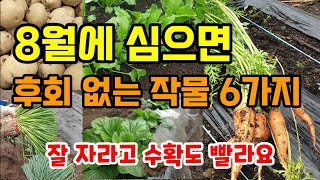 장마끝나고 심지 않으면 후회할 8월에 심는 작물6가지 지금 심으면 가을에 수확해요