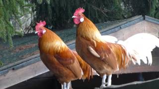 preview picture of video 'Two cockerels / roosters crowing at Dammenmuhle Hotel, Lahr HD'