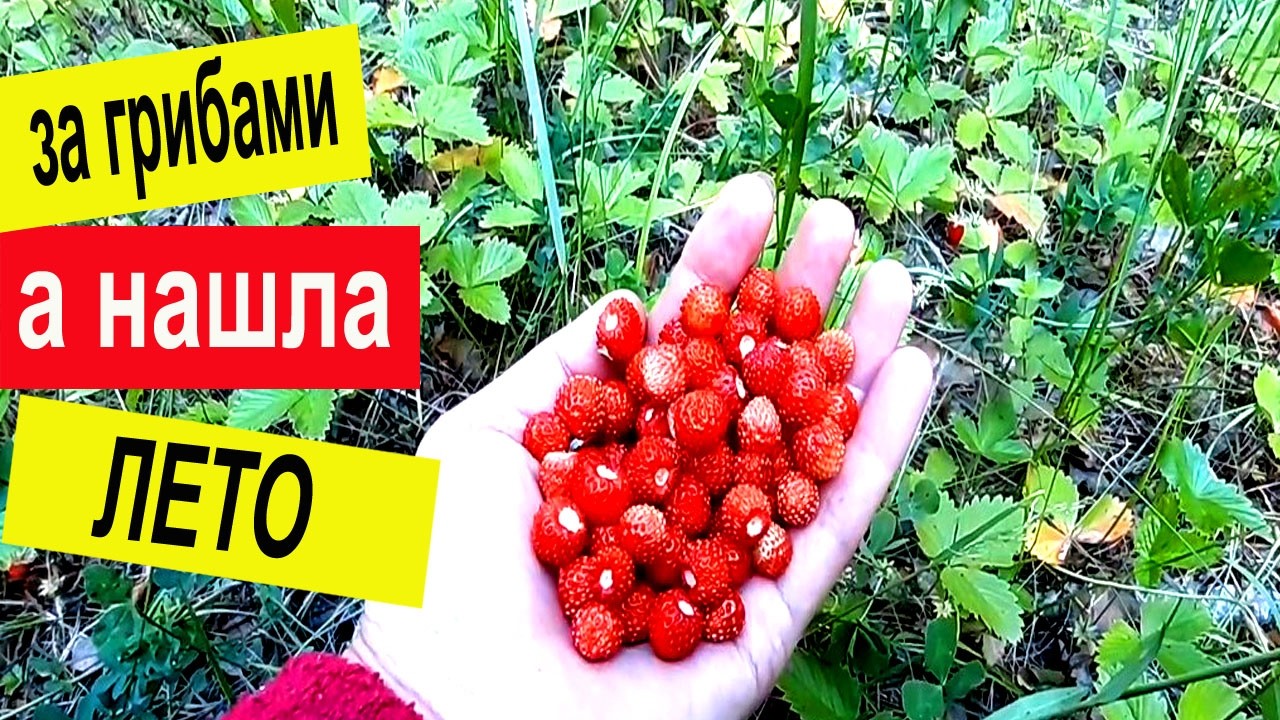 🌲 Неожиданная находка в лесу! | Аромат леса и душевное спокойствие.